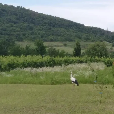 Apartmán Furmint
